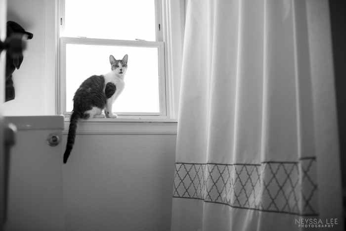 Summer Photo Challenge, Cat in window