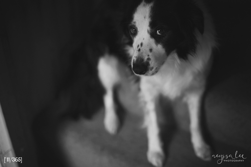365 Project, Border Collie Photo