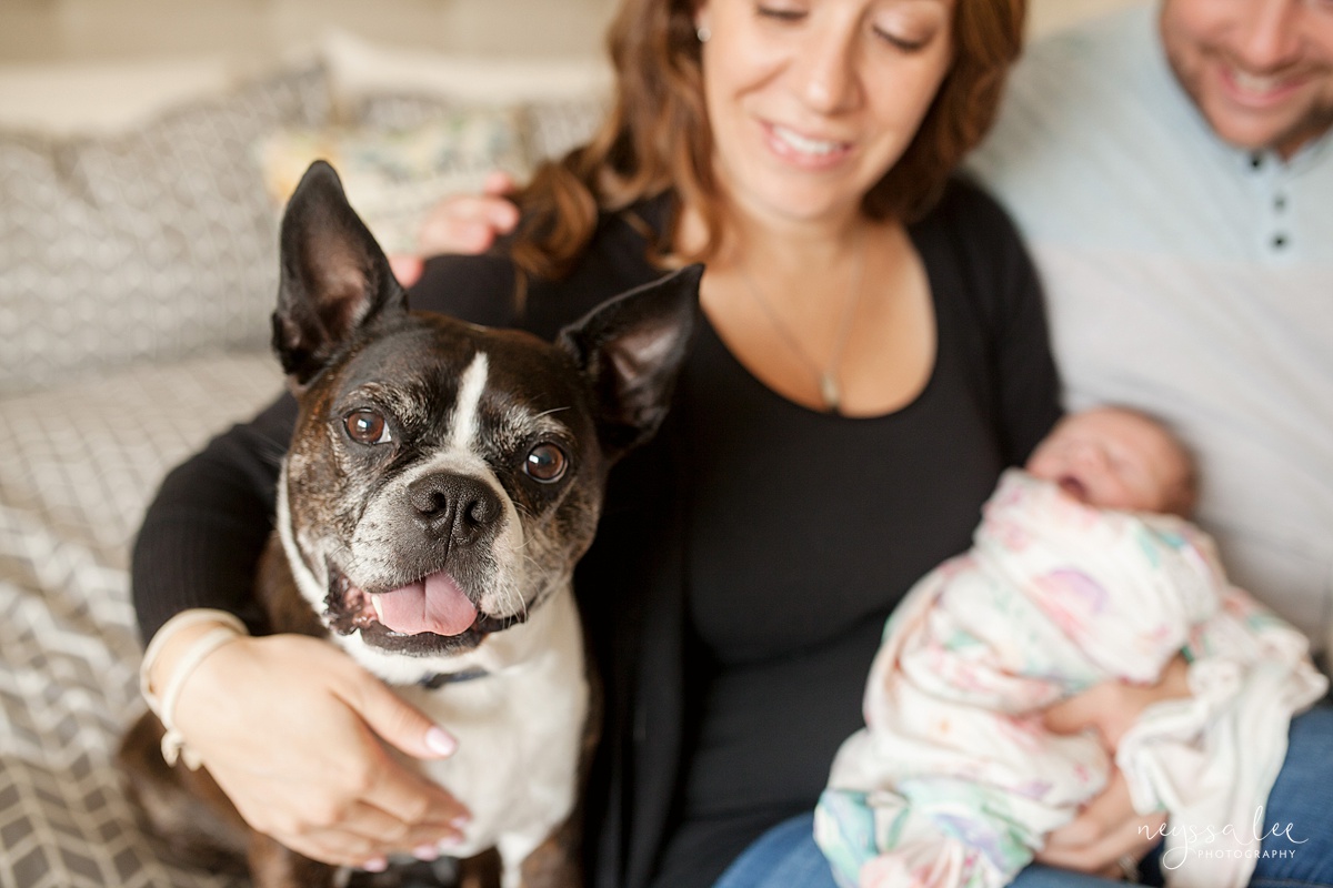 Snoqualmie newborn photographer, Neyssa Lee Photography, Seattle Newborn Photography, Protective dog with baby sister