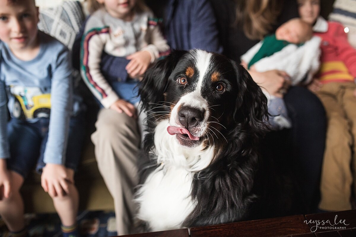 Bernese Mountain Dog with family in background