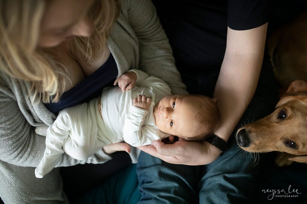 Newborn photography of baby in parent's arms with yellow lab sniffing baby nearby