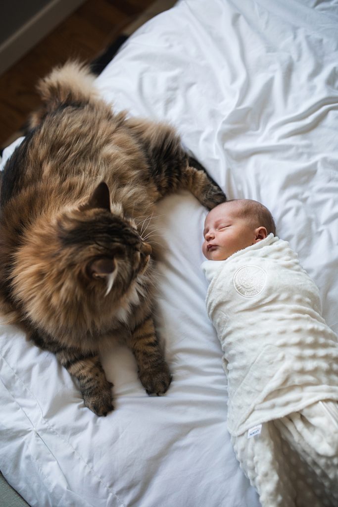 newborn baby with kitty, no props for newborn photos