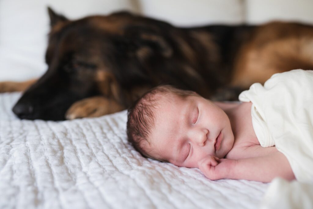 Benefit of in-home newborn photos is baby can be with German Shepherd sleeping behind her 