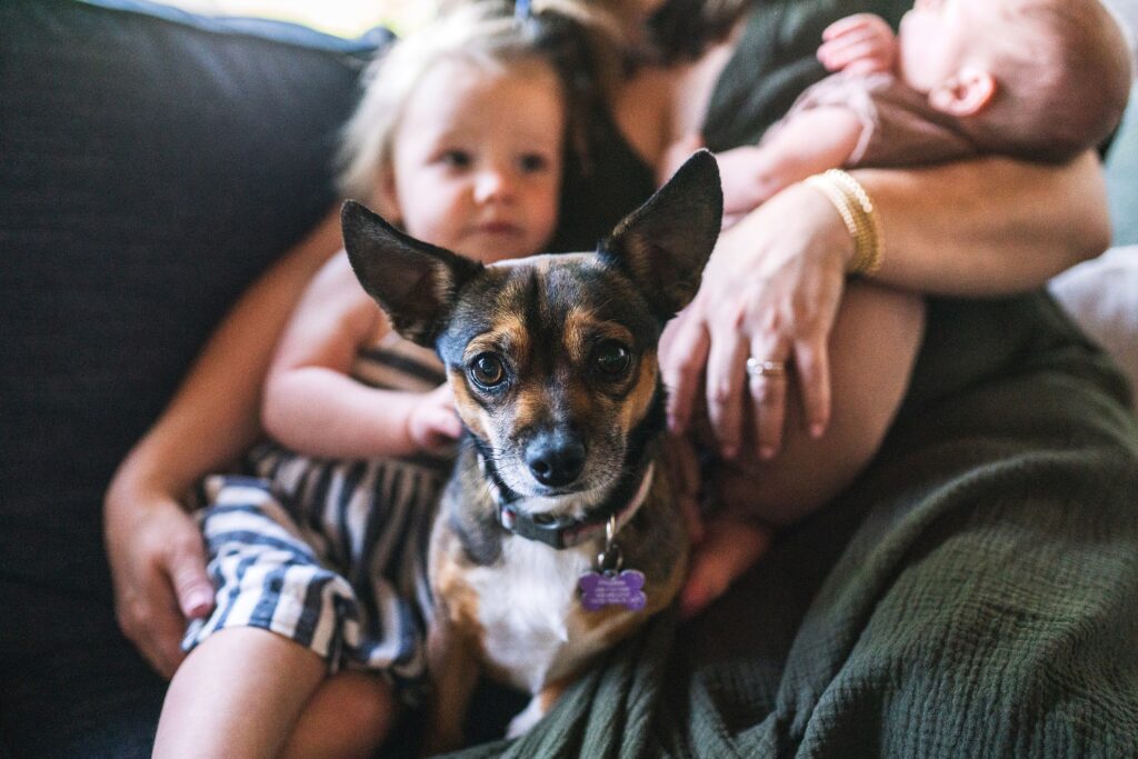 Dog with toddler and newborn baby for in-home, lifestyle newborn photos near Seattle