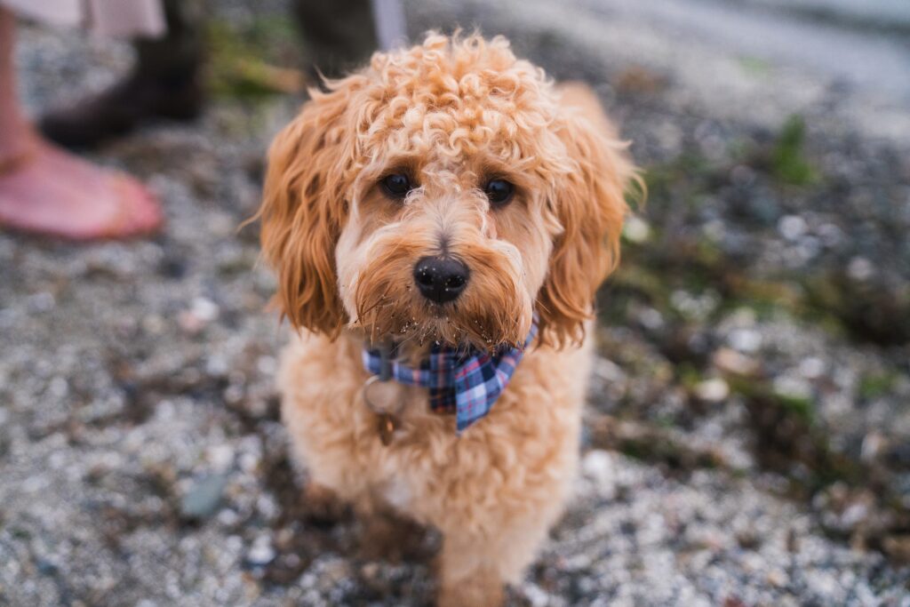 Goldendoodle during portrait in Seattle