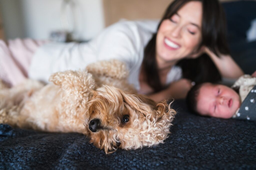 Goldendoodle in photos for a newborn baby in Seattle home photoshoot