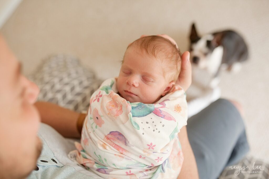 Newborn baby swaddled in dad's arms with Boston Terrier staring at them