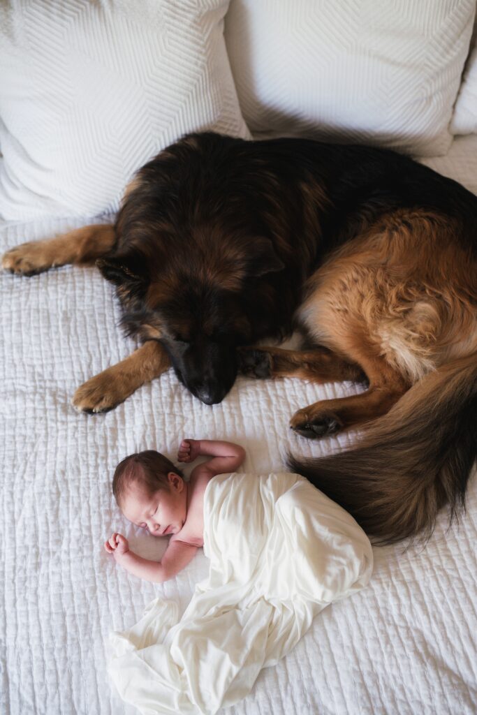 Baby girl sleeping with her dog, German Shepherd