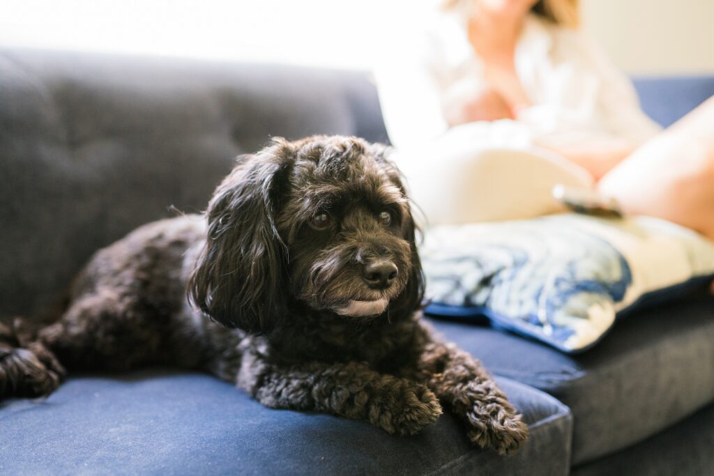 Small dog during newborn photography session in home