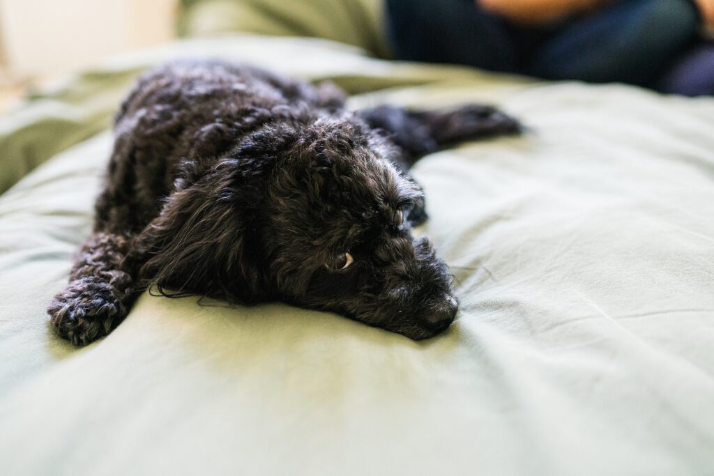 black dog lying on bed during newborn photography session